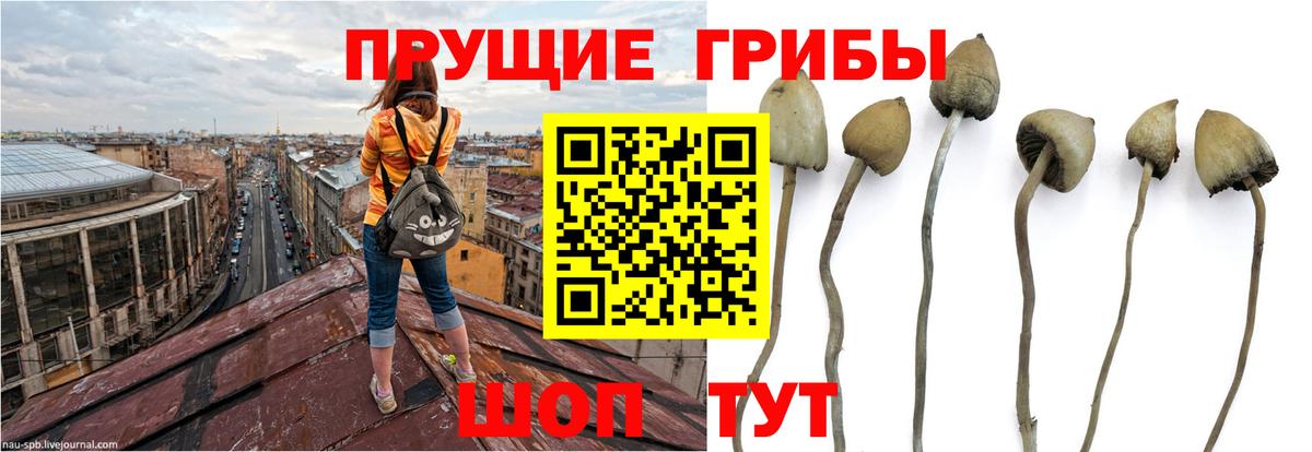 Верхний Уфалей  Псилоцибиновые грибы MAGIC MUSHROOMS  сколько стоит  Галлюциногенные грибы MAGIC MUSHROOMS  Вход с VPN 